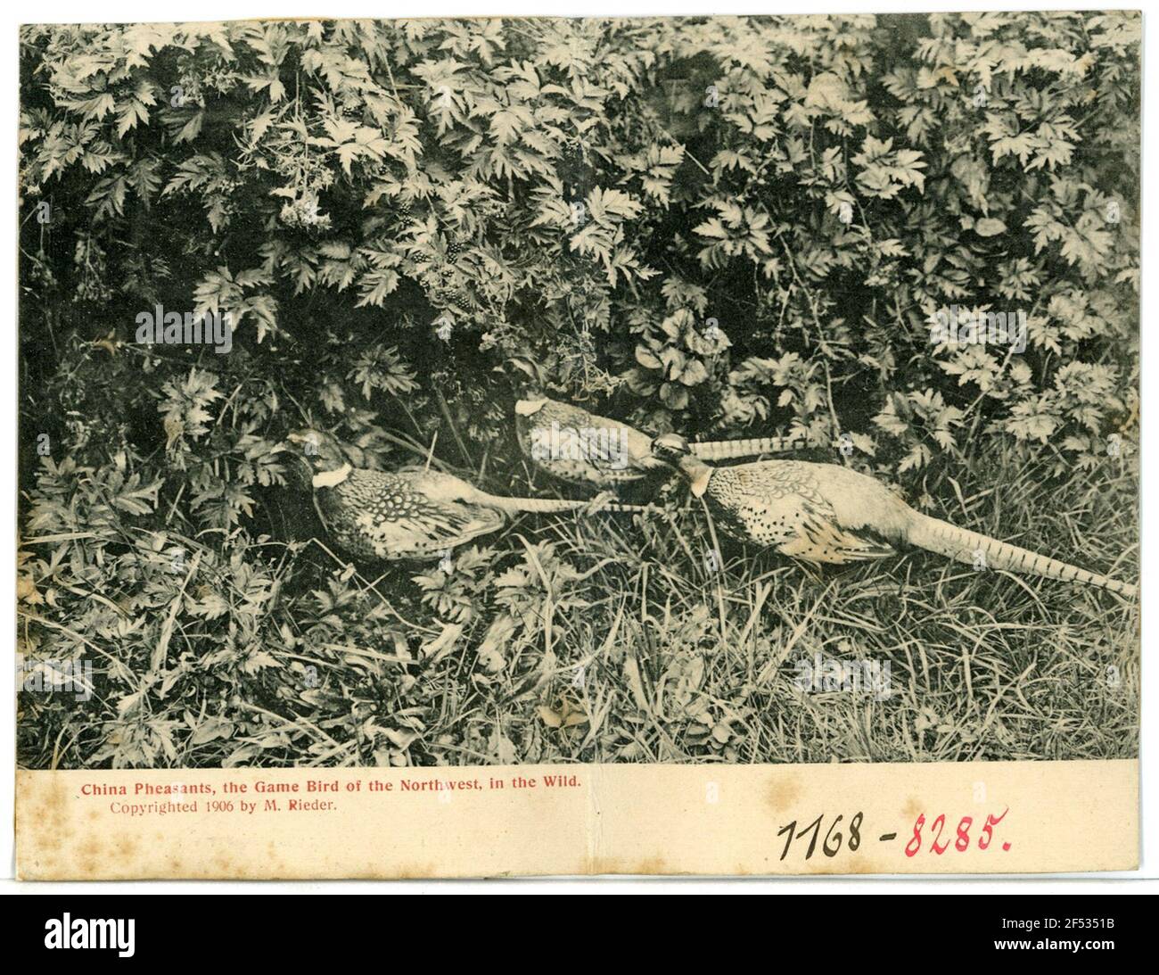 Chine Pheasants, la mariée de jeu du Nord-Ouest, dans la Chine sauvage Pheasants, la mariée de jeu du Nord-Ouest, dans la nature Banque D'Images