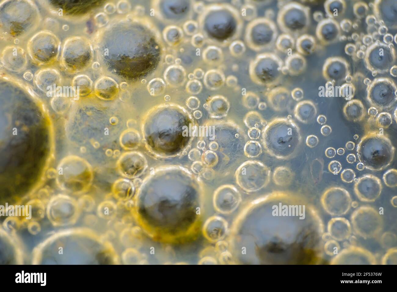Gros plan d'algues dans l'eau avec des gouttelettes. Science, biologie concept de fond, bleu Banque D'Images