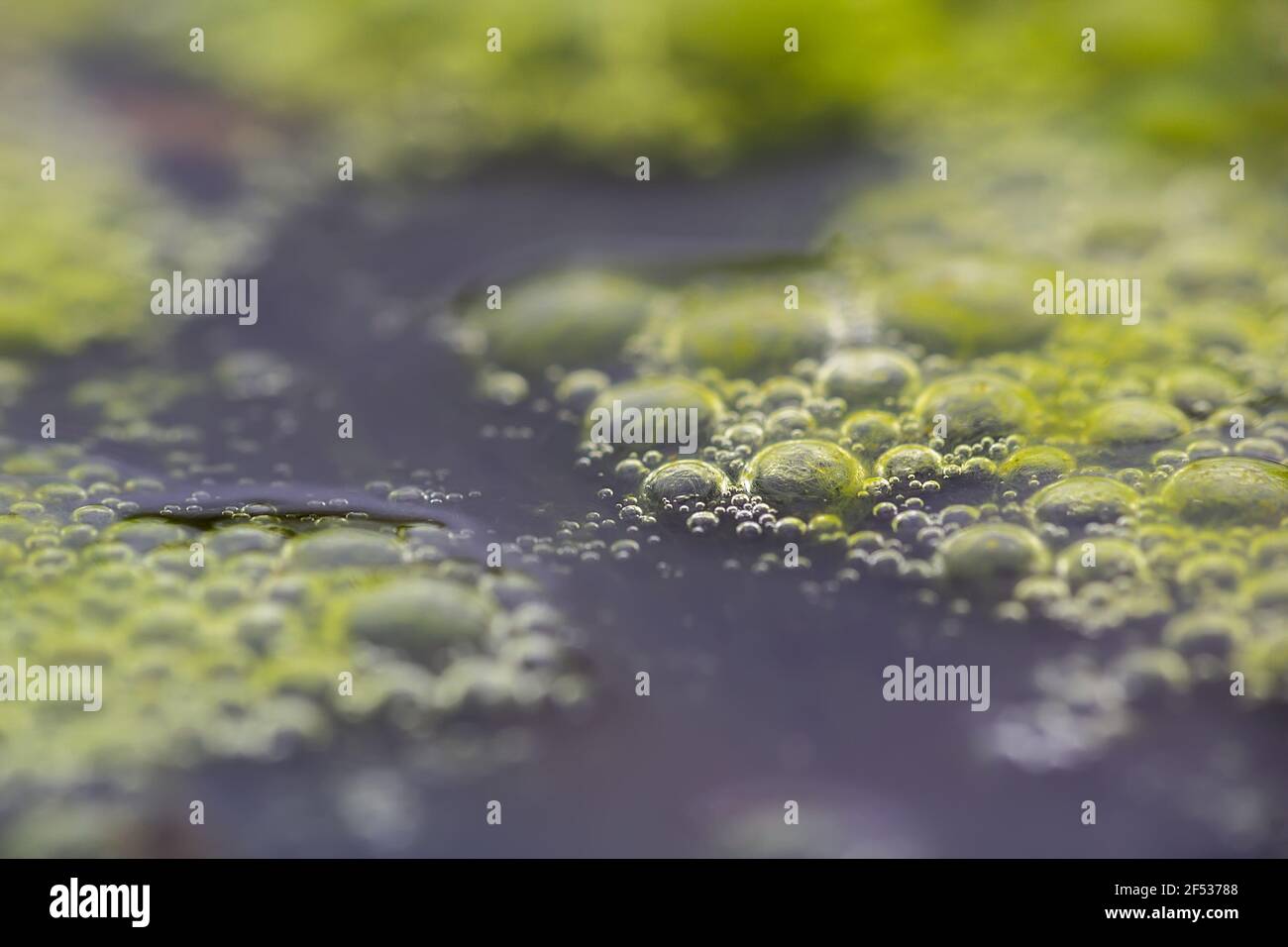 Gros plan d'algues dans l'eau avec des gouttelettes à partir du niveau de la surface. Science, biologie concept de fond Banque D'Images
