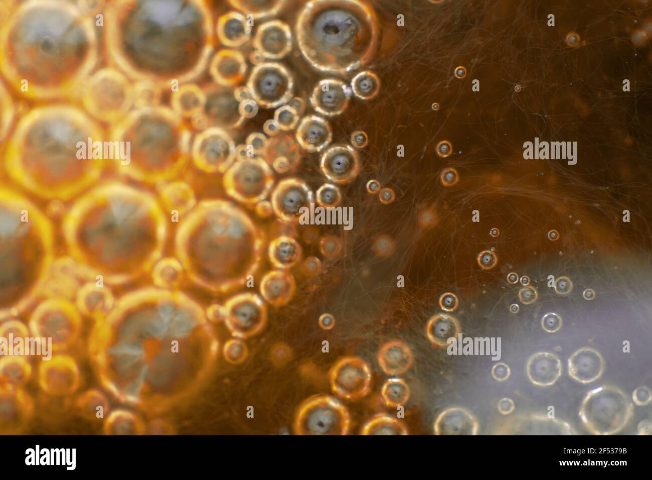 Gros plan d'algues dans l'eau avec des gouttelettes. Science, biologie concept de fond, couleur orange Banque D'Images