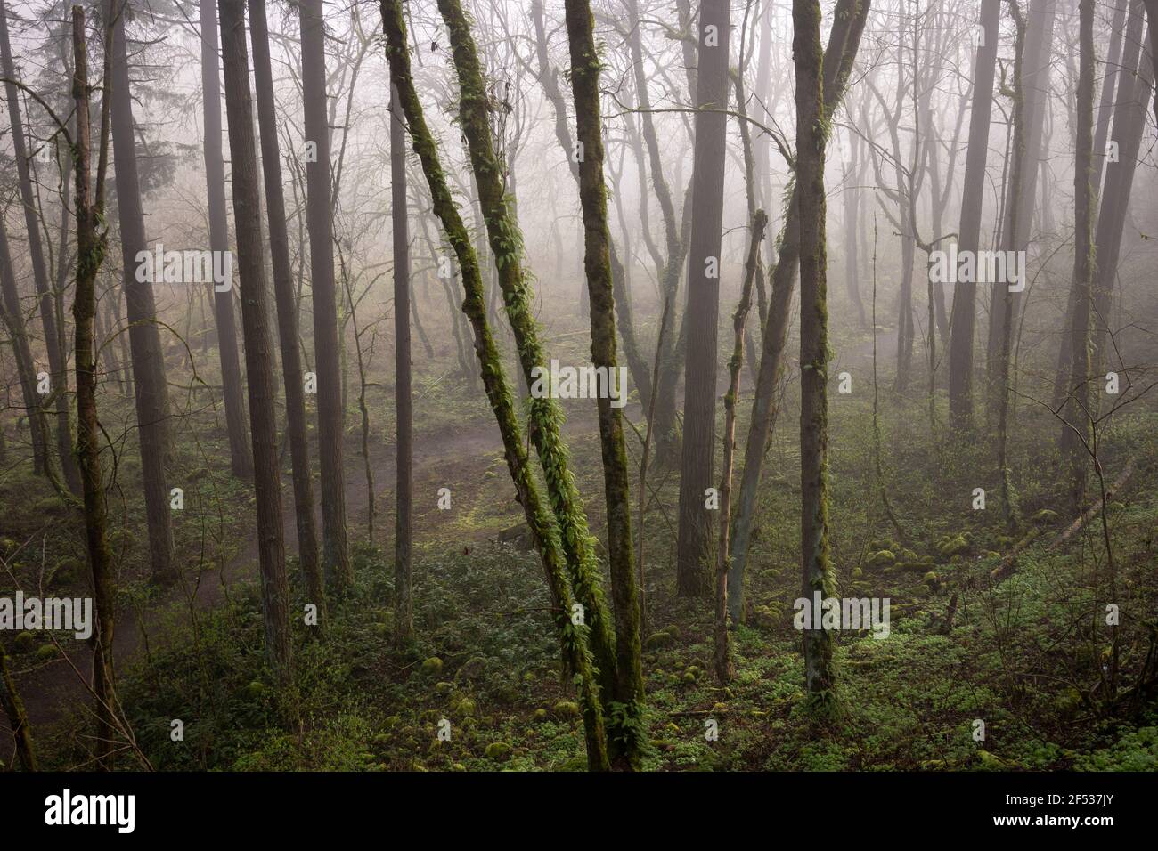 Sentier qui s'enroule dans la forêt tropicale tempérée du nord-ouest du Pacifique, couverte de mousse, dans le brouillard du matin. Banque D'Images