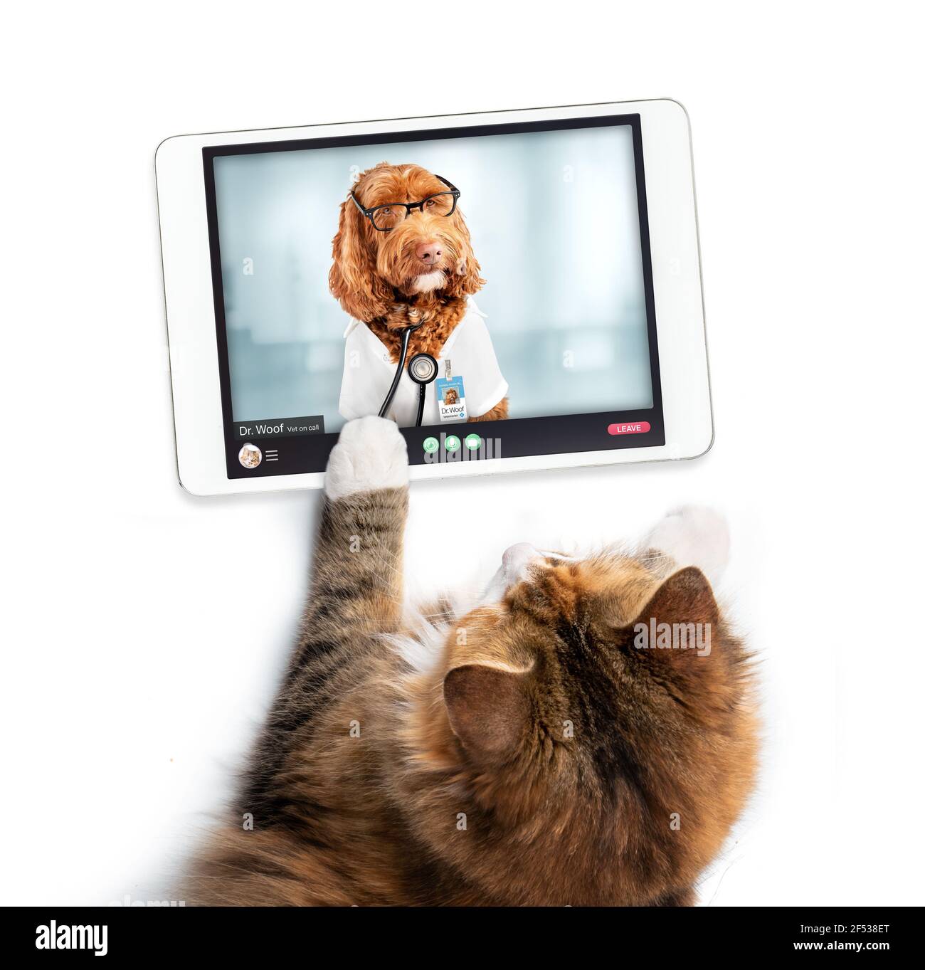 Cat passer un appel vidéo en ligne avec un médecin. Gros plan de la patiente en consultation vidéo avec le dr. Woof, un Labradoodle et le vétérinaire de garde. Banque D'Images