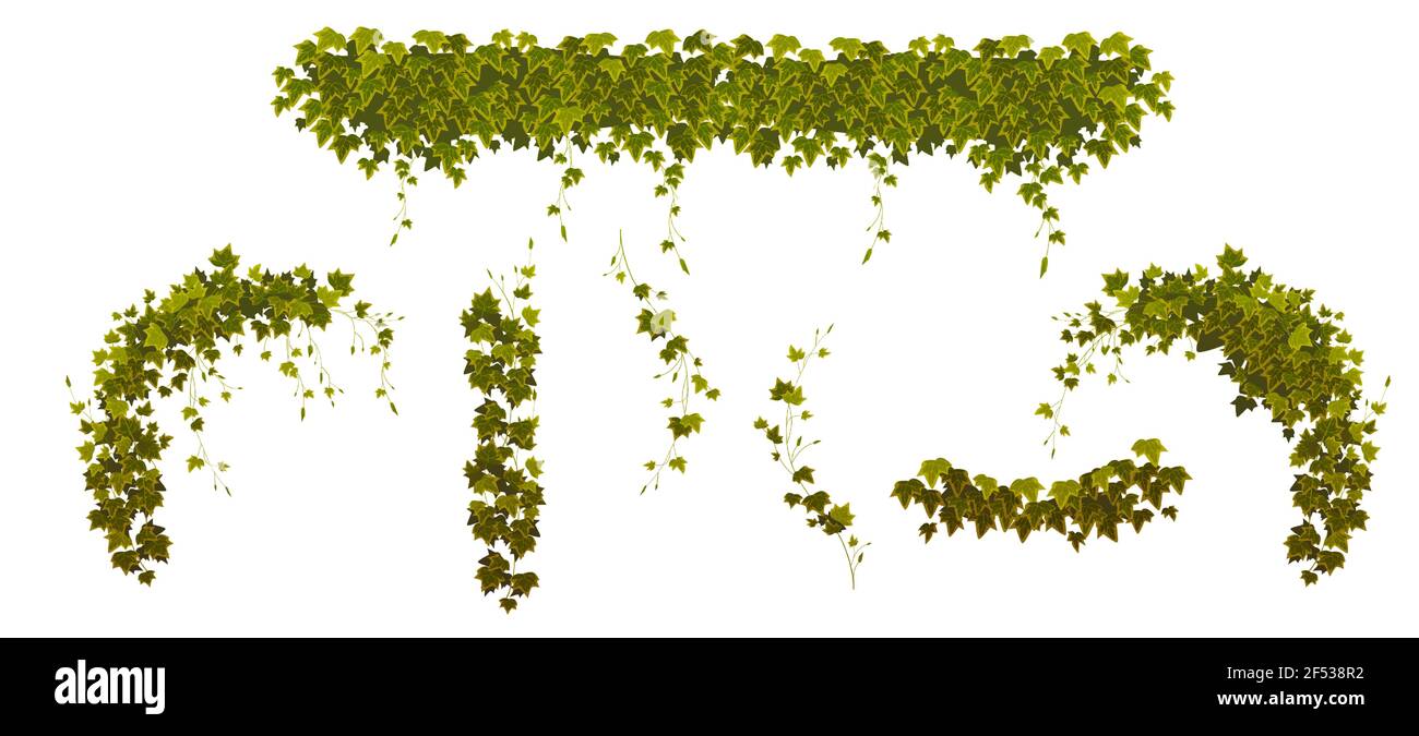 Vignes grimpantes d'Ivy avec feuilles de plantes vertes Illustration de Vecteur