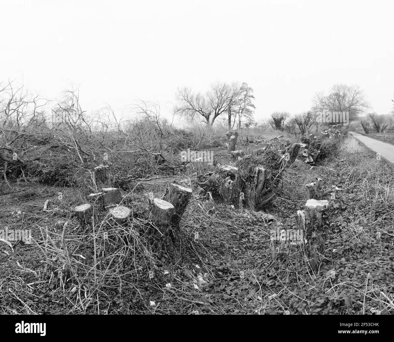 Mars 2021 - souches d'arbres nouvellement coupés sur un bord de route dans la campagne Somerset, Royaume-Uni. Banque D'Images