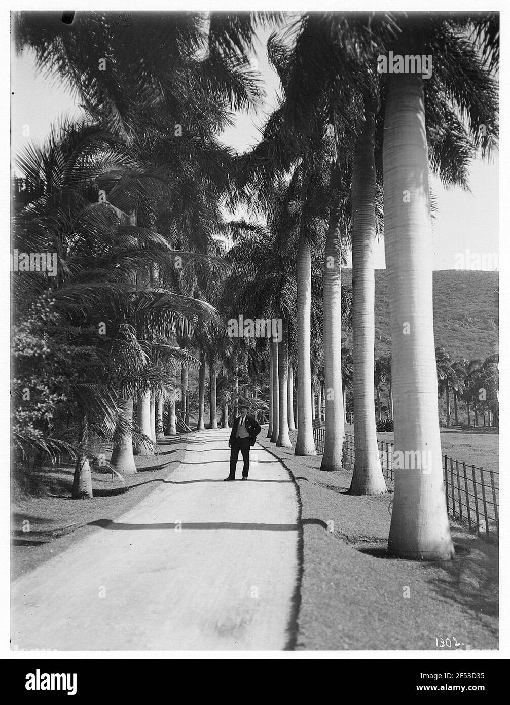 Honolulu (Hawaï). Palmenallee avec un seul touriste Banque D'Images