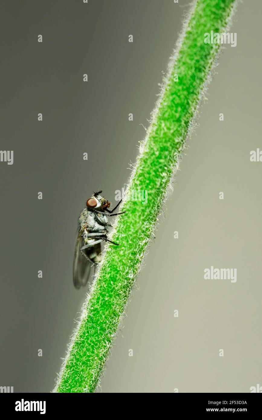 Photo macro d'une mouche à la maison en regardant vers le haut Banque D'Images