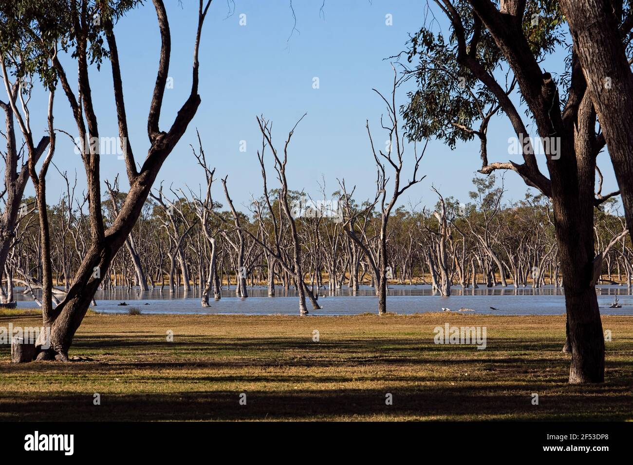 Terres humides et terrains de camping de Lara près de Barcaldine dans l'Outback du Queensland, en Australie, avec des arbres noyés et un lagon causés par le ruissellement artésien. Banque D'Images