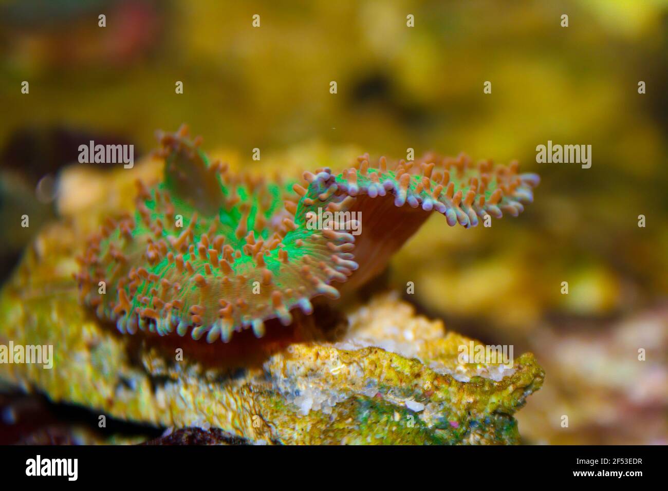 Vue de côté de Hairy Mushroom Coral, Rhodontis indosinensis dans un aquarium d'eau de mer ferme colered vert fluorescent et bourne. Banque D'Images
