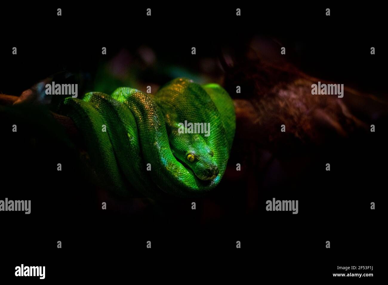 Python de serpent d'arbre vert sur une branche d'arbre en nuances Nom scientifique : Morelia viridis Banque D'Images