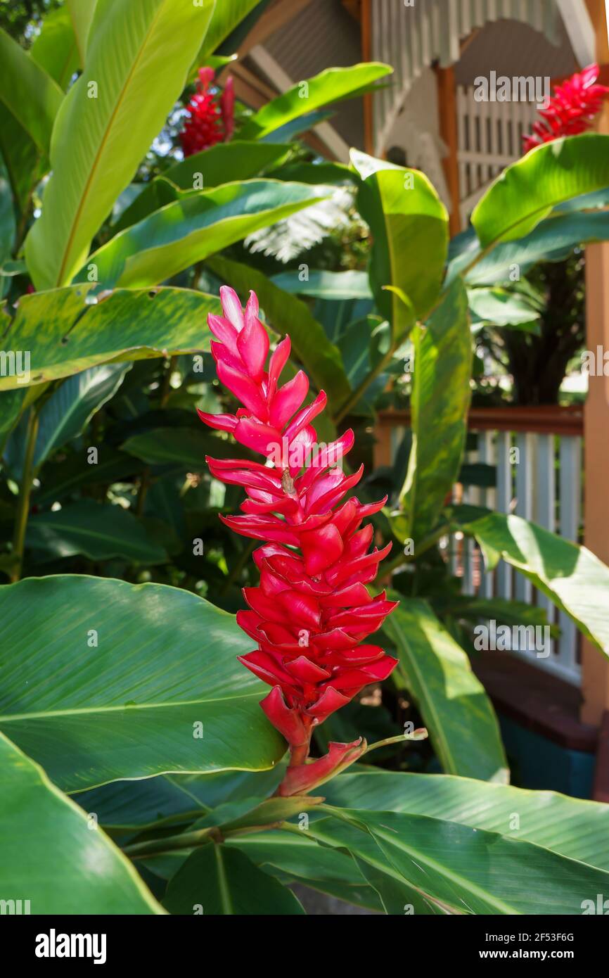 Belle grande fleur de gingembre rouge, Alpinia Purpurata, dans un jardin tropical dans le nord du Queensland, en Australie, faisant une exposition étonnante. Banque D'Images
