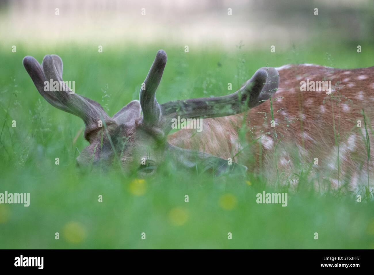 Cerf de Virginie européen Capranolus capranolus assis ou allongé sur l'herbe avec un fond vert flou . Banque D'Images