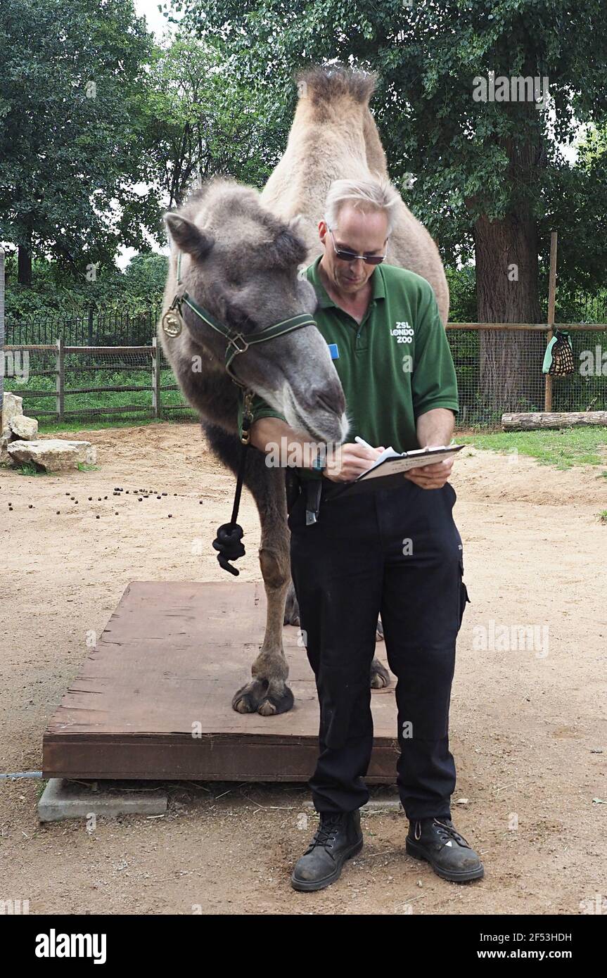 ZSL London et Whipsnade zoos ont été fermés pour une période sans précédent de 18 semaines en 2020 en raison de l'enfermement du coronavirus et ont de nouveau fermé leurs portes le lundi 4 janvier dans le cadre de l'enfermement national de 2021. Dépendant des revenus tirés de la vente de billets pour s'occuper des animaux et financer leurs efforts de conservation mondiale, les fermetures forcées ont mis les zoos de charité sous une pression financière énorme. Les vétérinaires et les zoogardiens continuent de fournir le plus haut niveau de soin pour leurs animaux, travaillant dans les deux lockdogs. ZSL, l'organisme international de conservation derrière les zoos, appelle le public à aider ... Banque D'Images