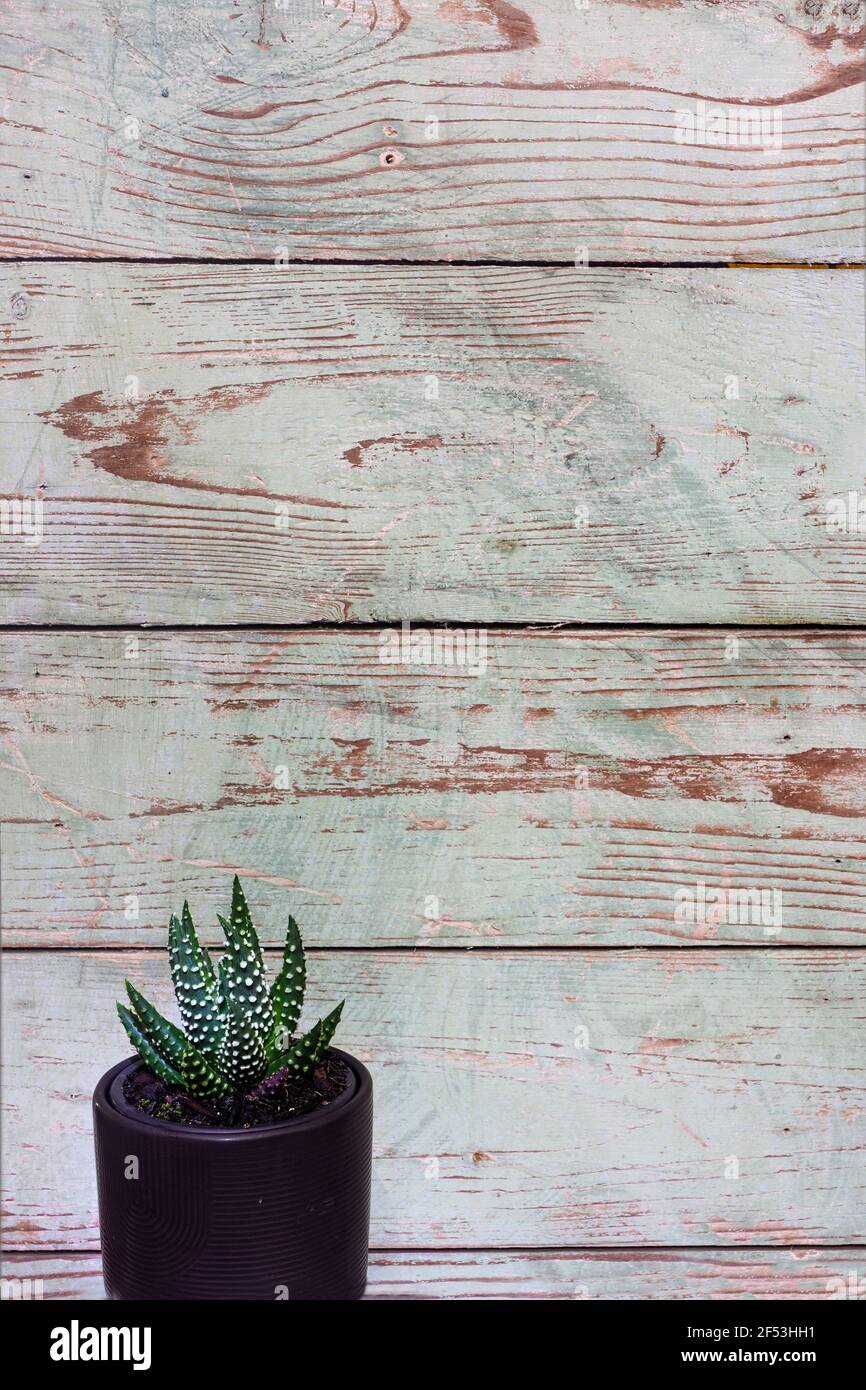 Une plante succulente tachetée de haworthia dans un pot gris contre un fond en bois bleu clair et vieilli en format vertical avec espace de copie. Banque D'Images