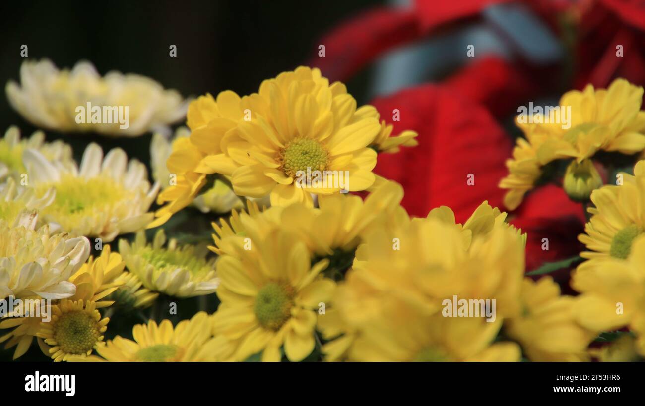 Fleur de chrysanthème colorée dans la ferme sur un flou arrière-plan Banque D'Images