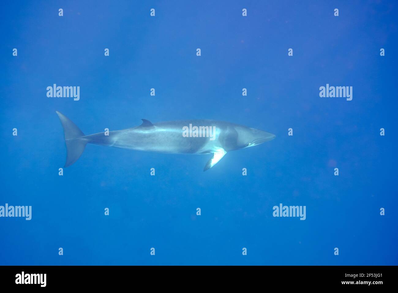 4 nuit - expédition de plongée Minke Whale - Phare Bommie, Grande barrière de corail Banque D'Images