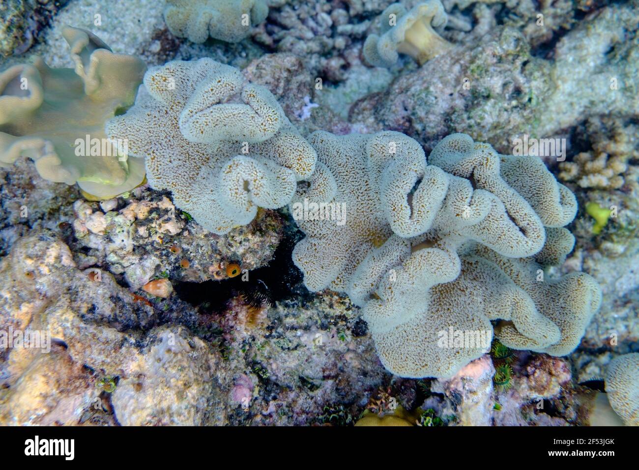 4 nuits - plongée à la mouche expédition Minke Whale - plongée avec tuba à Challenger Bay, Grande barrière de corail Banque D'Images