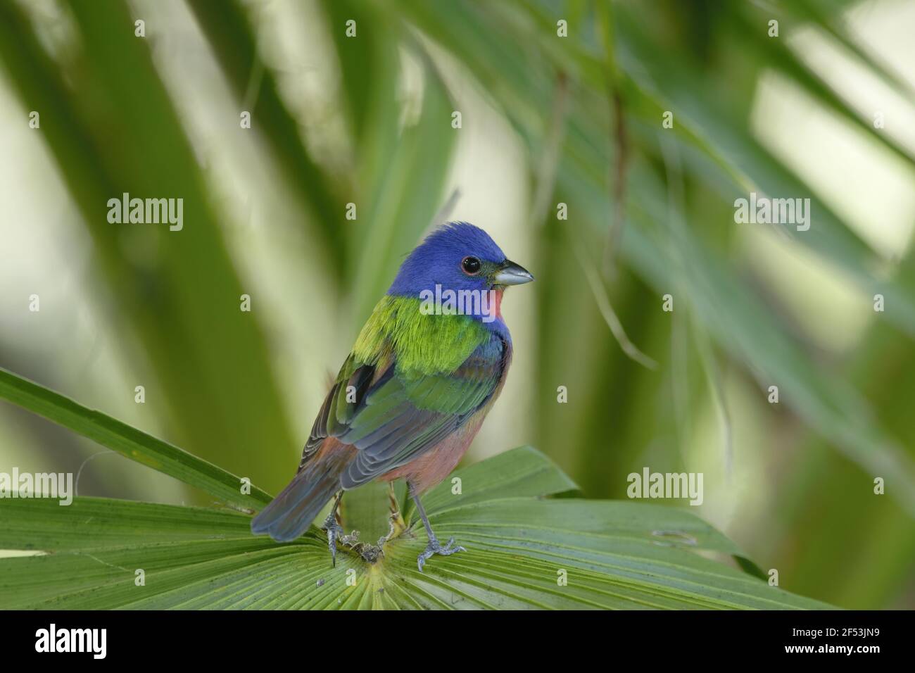 Bunting peint sur la migration masculine - Passerina ciris côte du golfe du Texas, USA BI027070 Banque D'Images
