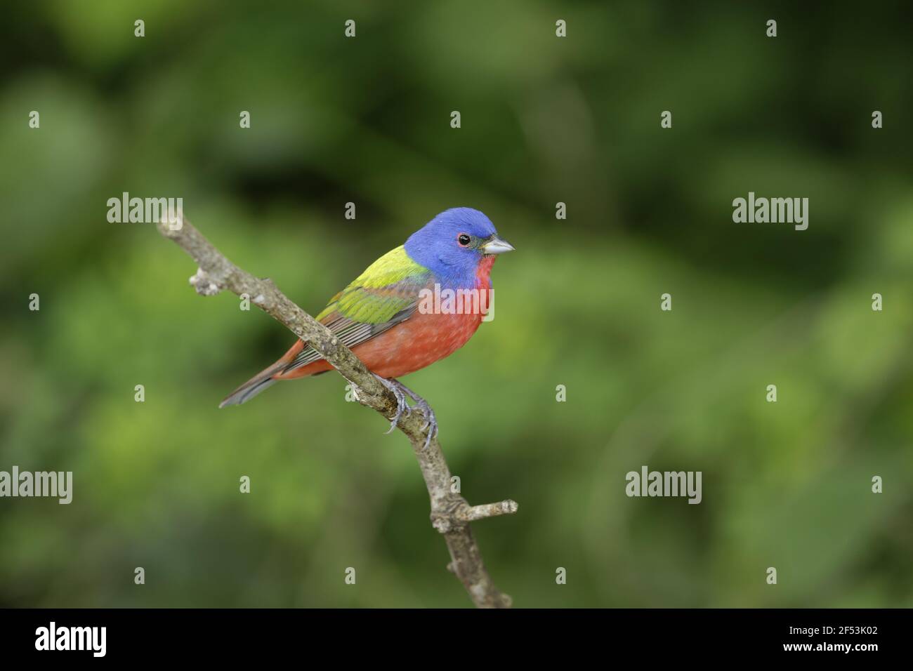Bunting peint sur la migration masculine - Passerina ciris côte du golfe du Texas, USA BI027071 Banque D'Images