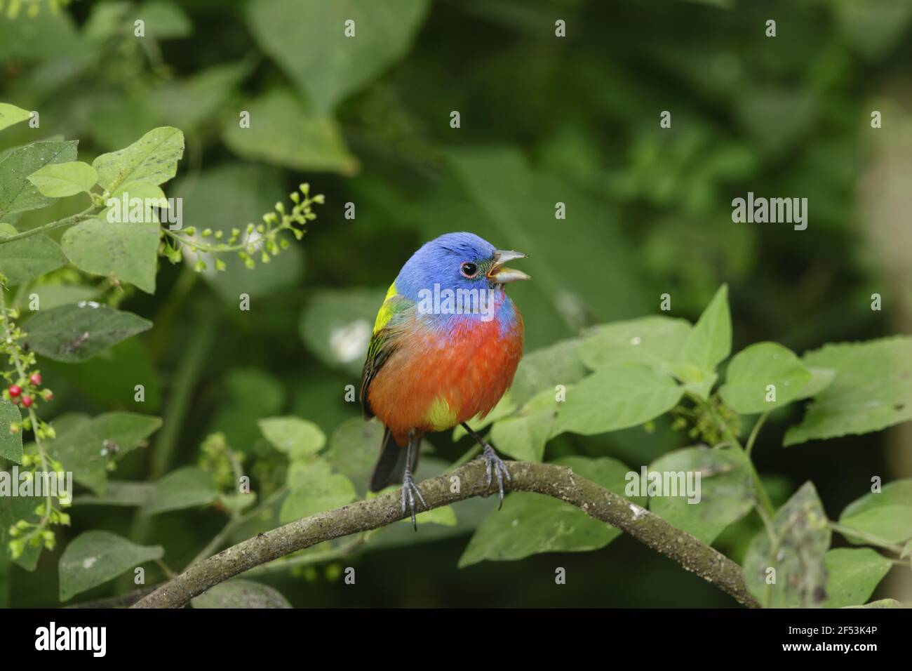 Bunting peint sur la migration masculine - Passerina ciris côte du golfe du Texas, USA BI027072 Banque D'Images