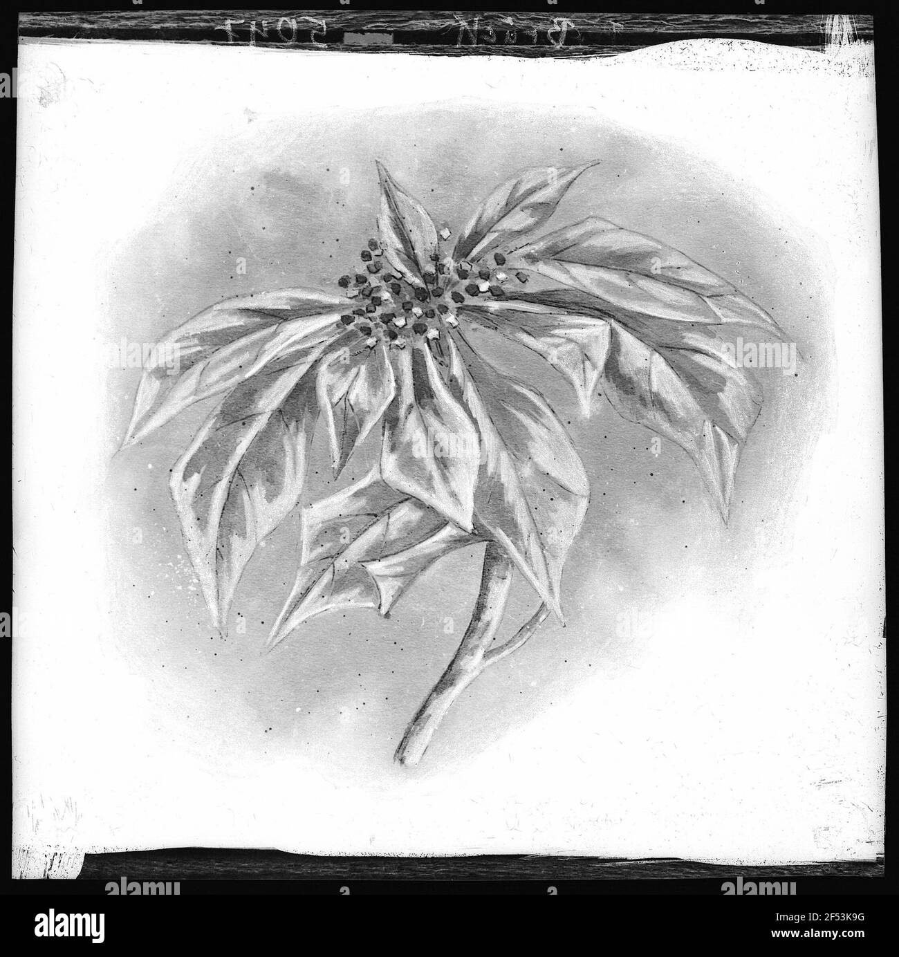 Poinsettia Blossom Banque D'Images