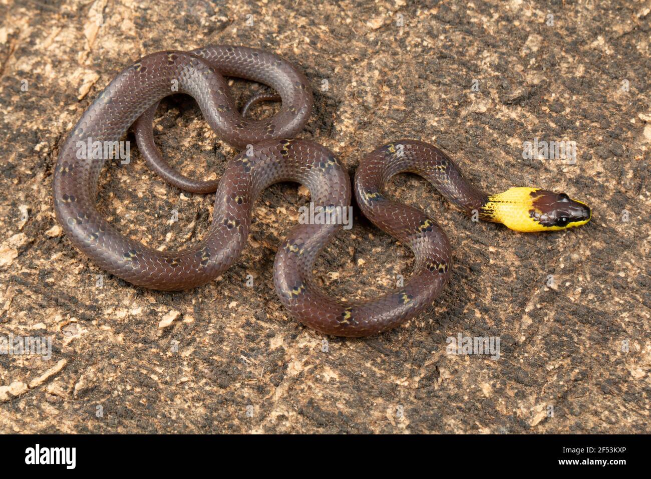 La couleuvre Ã collier jaune, Lycodon flavicollis est une espèce de couleuvre Ã collier jaune distinct. Le serpent se trouve dans les ghats de l'est Banque D'Images