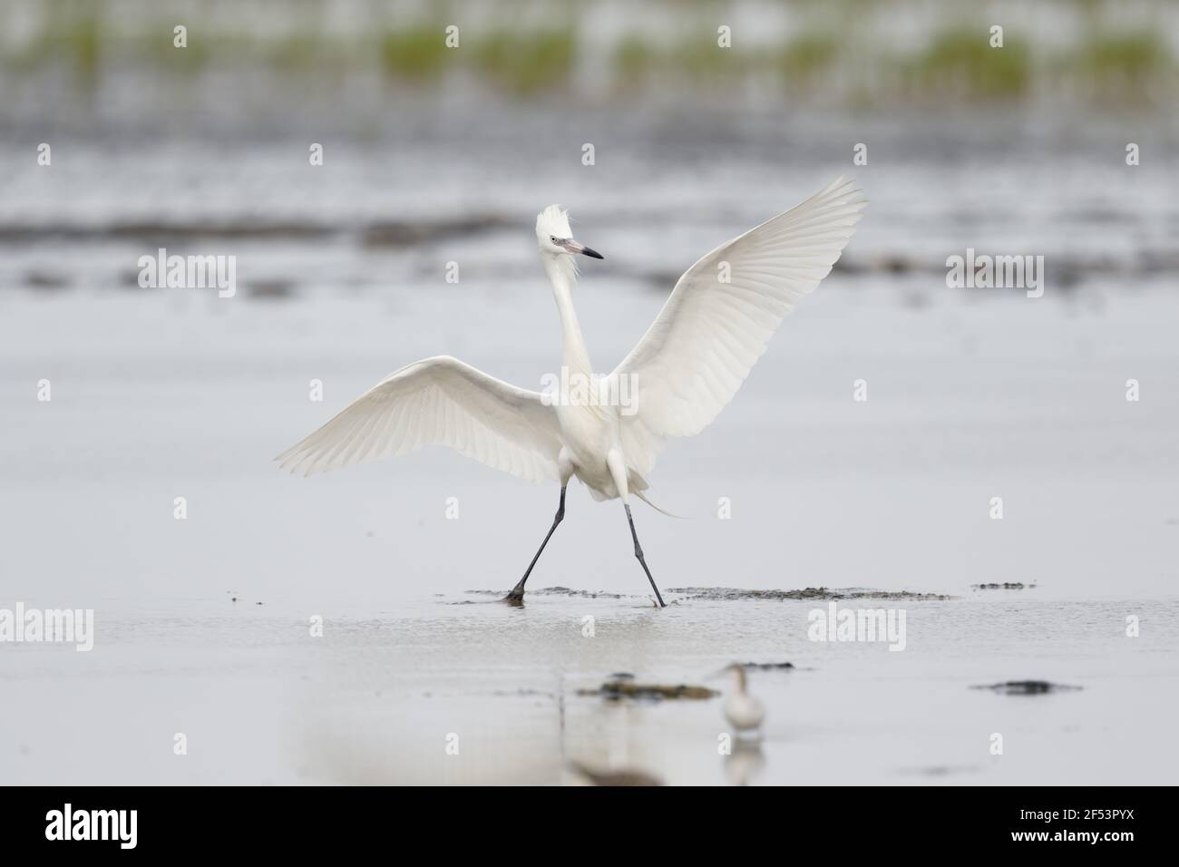 Aigrette rougeâtre forme blanche - Egretta rufescens pêche de l'Ontario, Canada BI027164 Banque D'Images