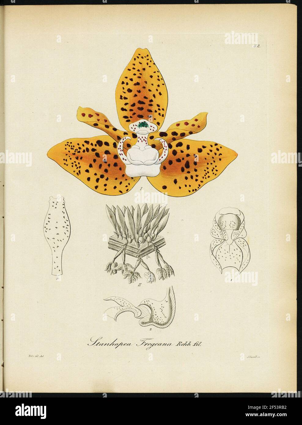 Xenia orchidée Banque D'Images