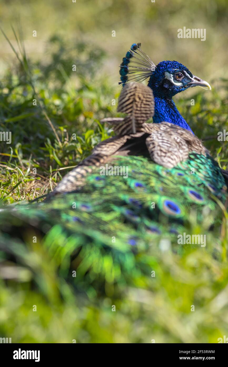 Le petit-duc est un nom commun pour trois espèces d'oiseaux dans Les genres Pavo et Afropago de la famille des Phasianidae avec Variations de couleurs et de motifs Banque D'Images