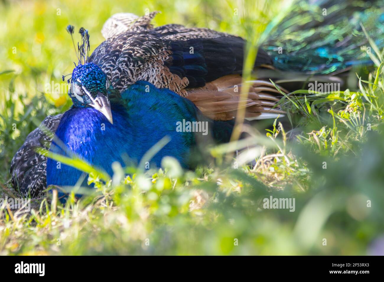 Le petit-duc est un nom commun pour trois espèces d'oiseaux dans Les genres Pavo et Afropago de la famille des Phasianidae avec Variations de couleurs et de motifs Banque D'Images