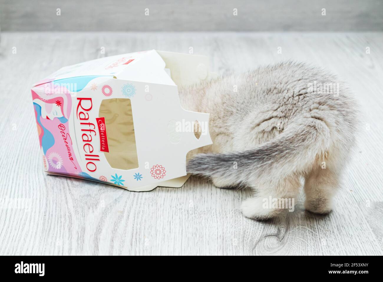 Saint-Pétersbourg, Russie - 12 mars 2021. Le chaton britannique blanc joue avec la boîte de confiserie Raffaello vide. Banque D'Images