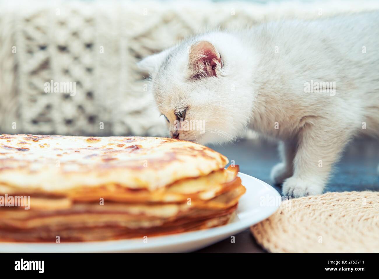 Le chaton britannique blanc regarde les crêpes. Plat traditionnel pour Shrovetide. Banque D'Images