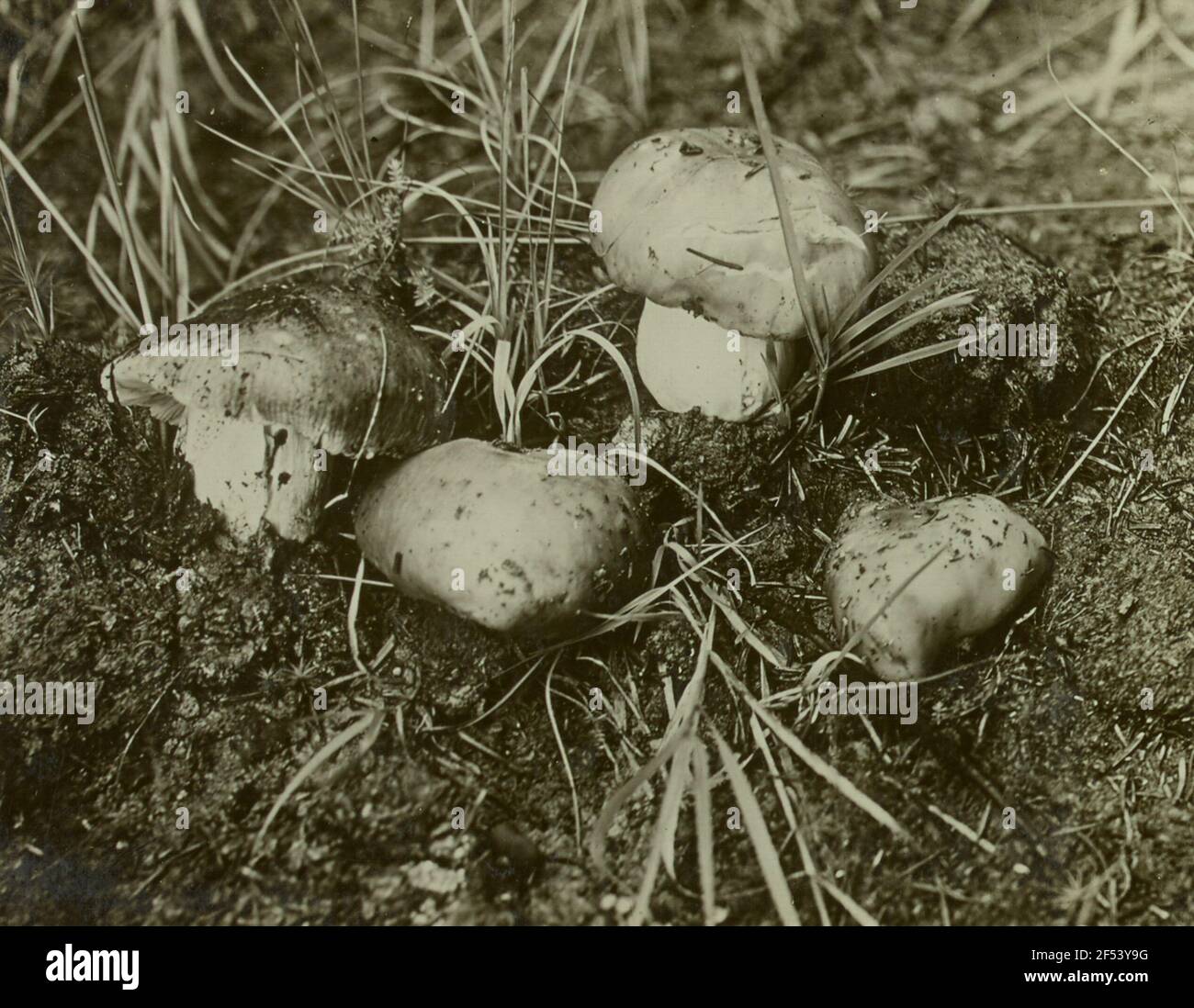 Rochlitzer Berg, Slink-Täubling (Russula foetens) Banque D'Images