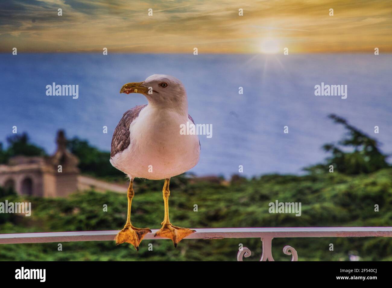 Capri Island : un oiseau de mer me regardant pendant un coucher de soleil spectaculaire Banque D'Images