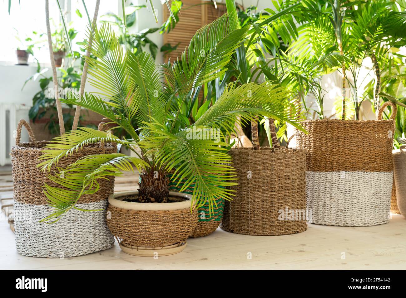 Plantez des cycas, divers palmiers dans des pots en osier sur parquet dans la salle de séjour. Jardin d'intérieur, jungle urbaine Banque D'Images