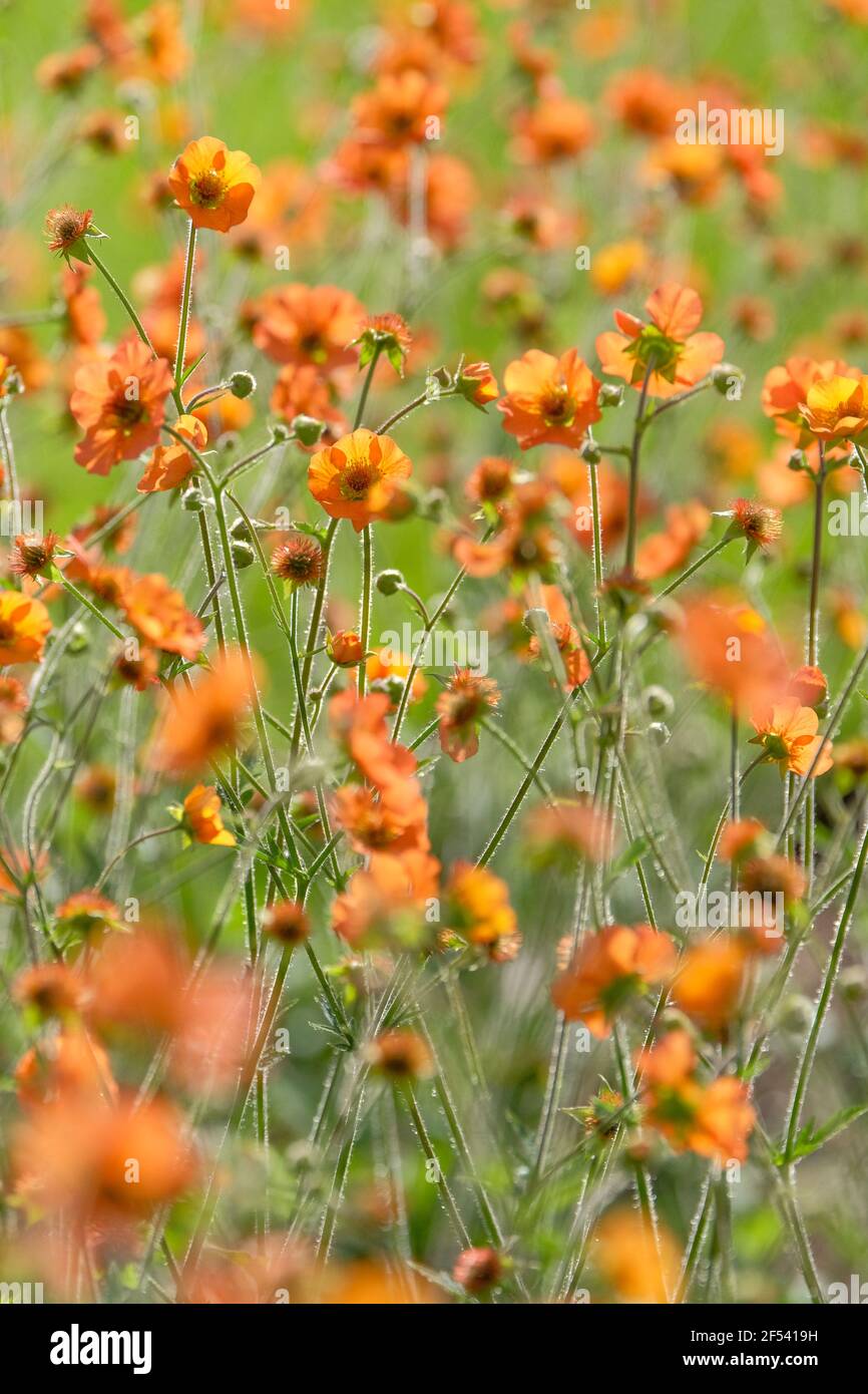 Cultivar à fleurs d'orange-paachy Geum 'totalement Tangerine' également connu sous le nom d'Avens 'Totalement tangerine' Banque D'Images