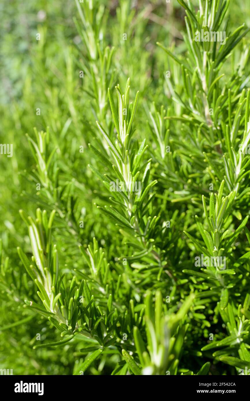 Plante médicinale, Rosmarinus officinalis, Rosemary également connue sous le nom de Old Man, Rose of the Sea, Southernwood. Feuillage Banque D'Images