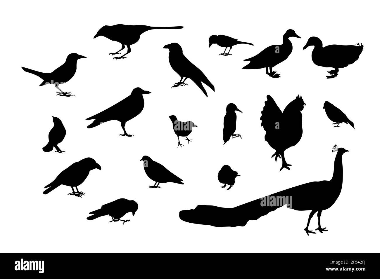 Ensemble de silhouettes noires de différents oiseaux sauvages. Illustration de Vecteur