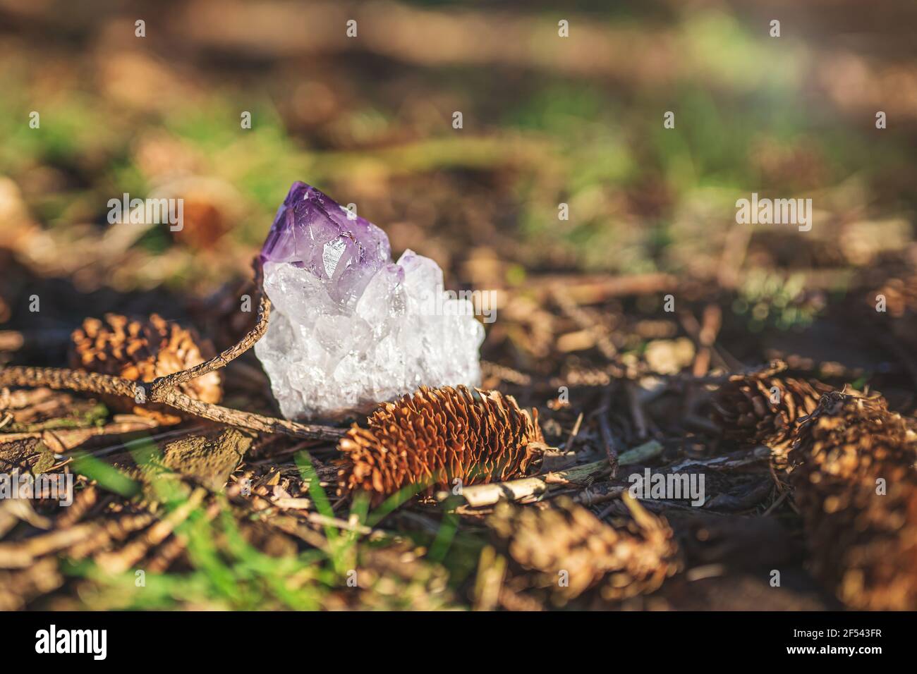 Cristal améthyste posé sur le sol dans une forêt. Simple cru violet naturel geode à l'extérieur dans l'herbe, les cônes, les feuilles Banque D'Images