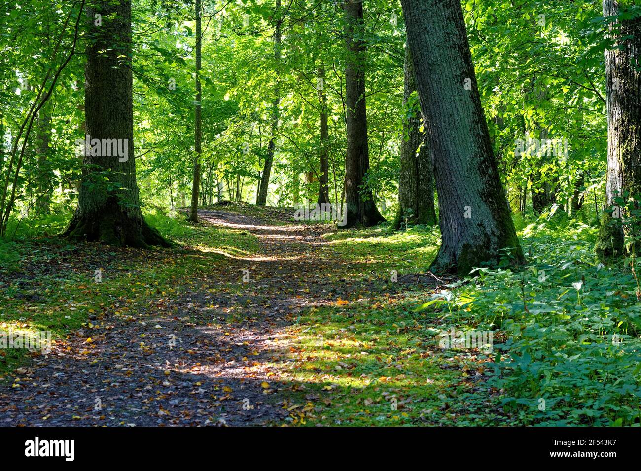 Chemin de marche pour la marche dans le vieux parc du domaine de Trigorskoye à Pouchkine Gory. Banque D'Images