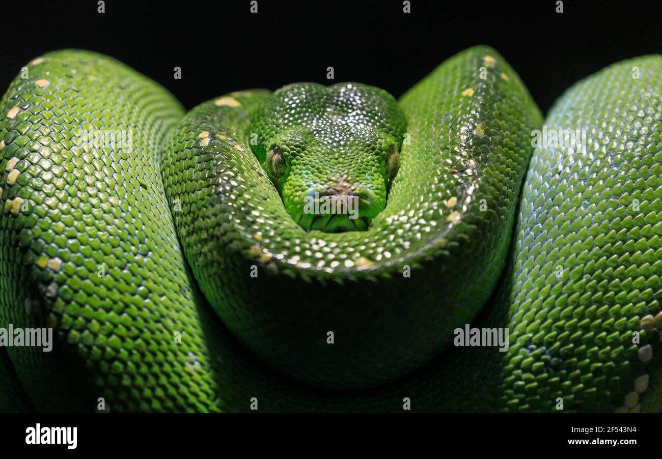 Python d'arbre vert (Morelia viridis), serpent, gros plan Banque D'Images