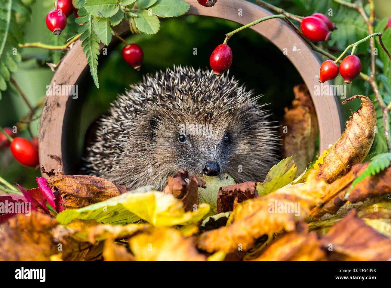 Hérisson, sauvage, originaire d'Europe, hérisson en automne face à l ...