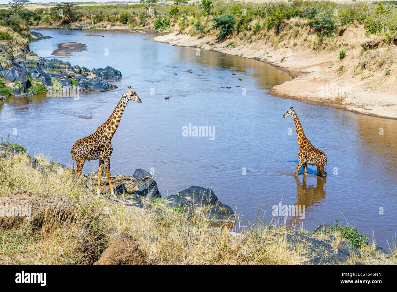 Masai girafes (Giraffa camelopardalis tippelskirchi) Masai Mara (Kenya), l'un se tenant sur la rive, l'autre traversant la Mara Banque D'Images