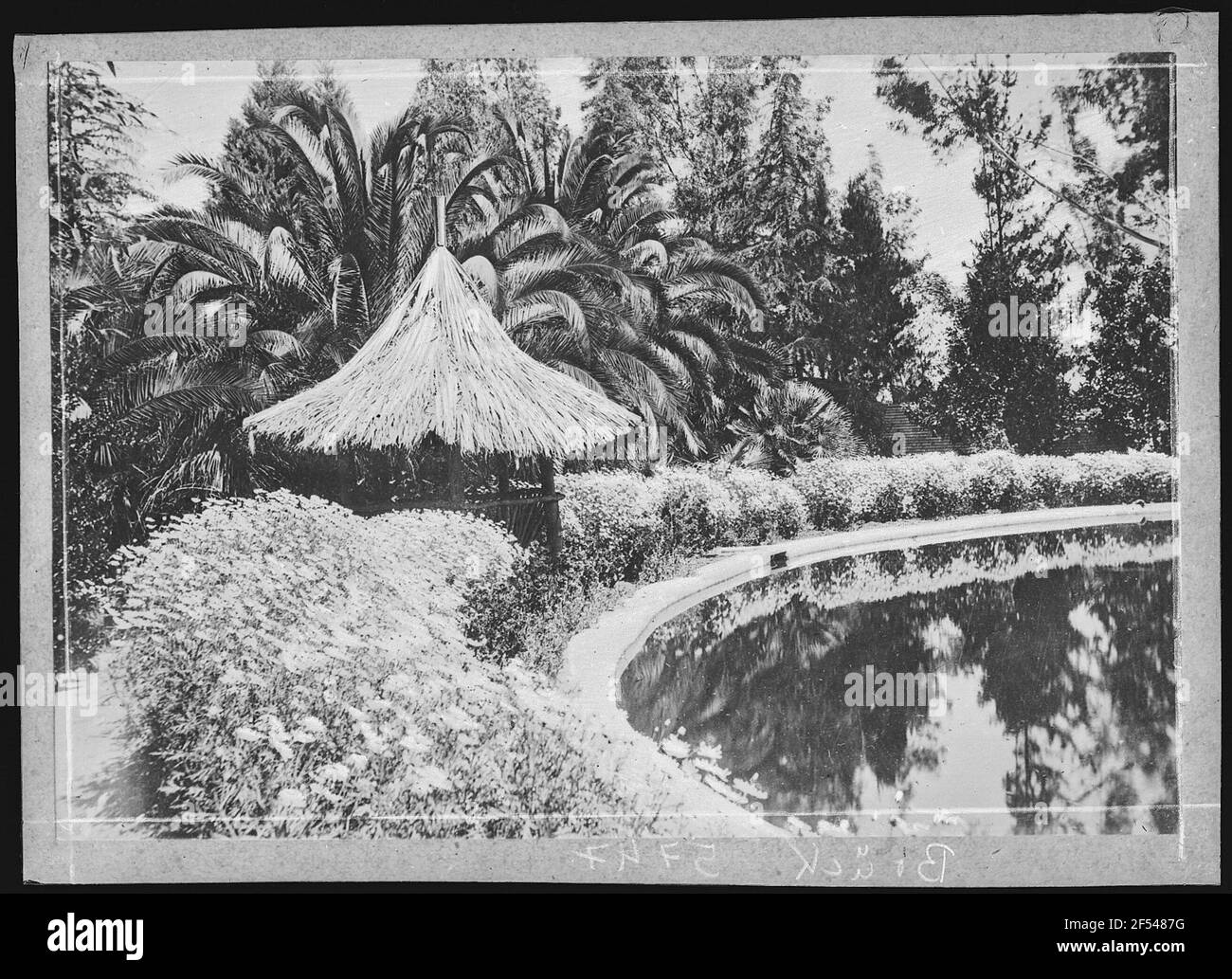 Redlands. Marguerites and Palms au Canyon Crest Park, Redlands, env. Banque D'Images
