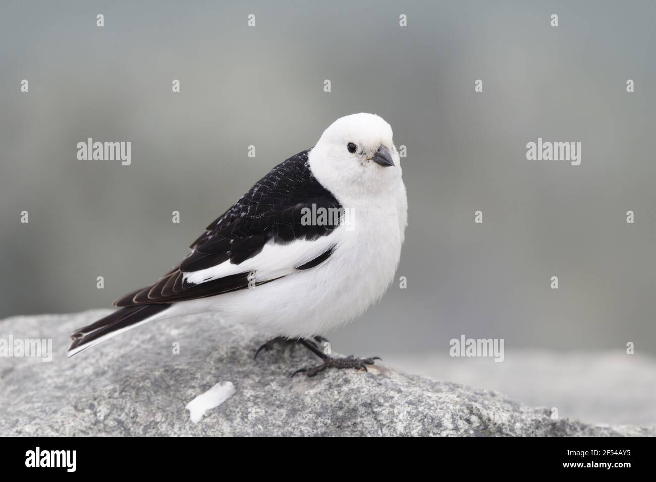 Bruant des neiges - mâle en plumage nuptial Plectrophenax nivalis Islande Jokulsarlon BI027923 Banque D'Images