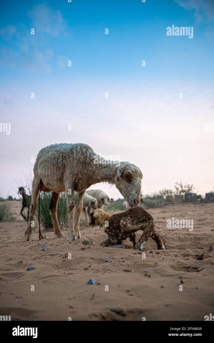 la brebis ou la chèvre léche son agneau après avoir donné naissance dans le désert indien de thar avec un accent sélectif sur le sujet et ajouté du bruit et des grains. Banque D'Images