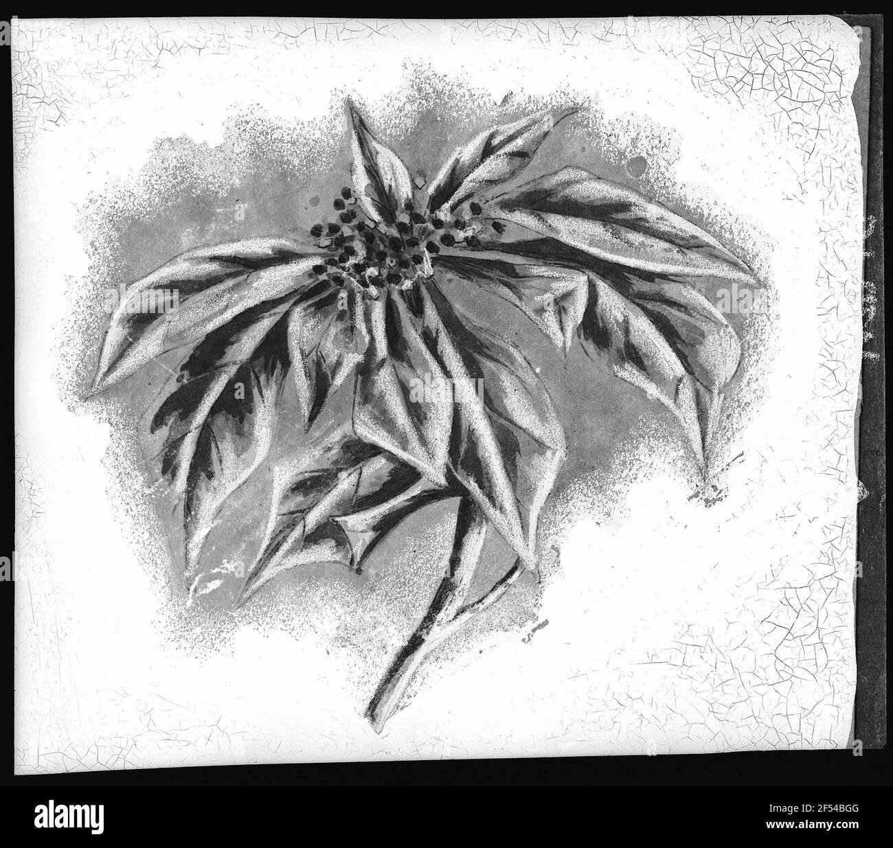 Poinsettia Blossom Banque D'Images