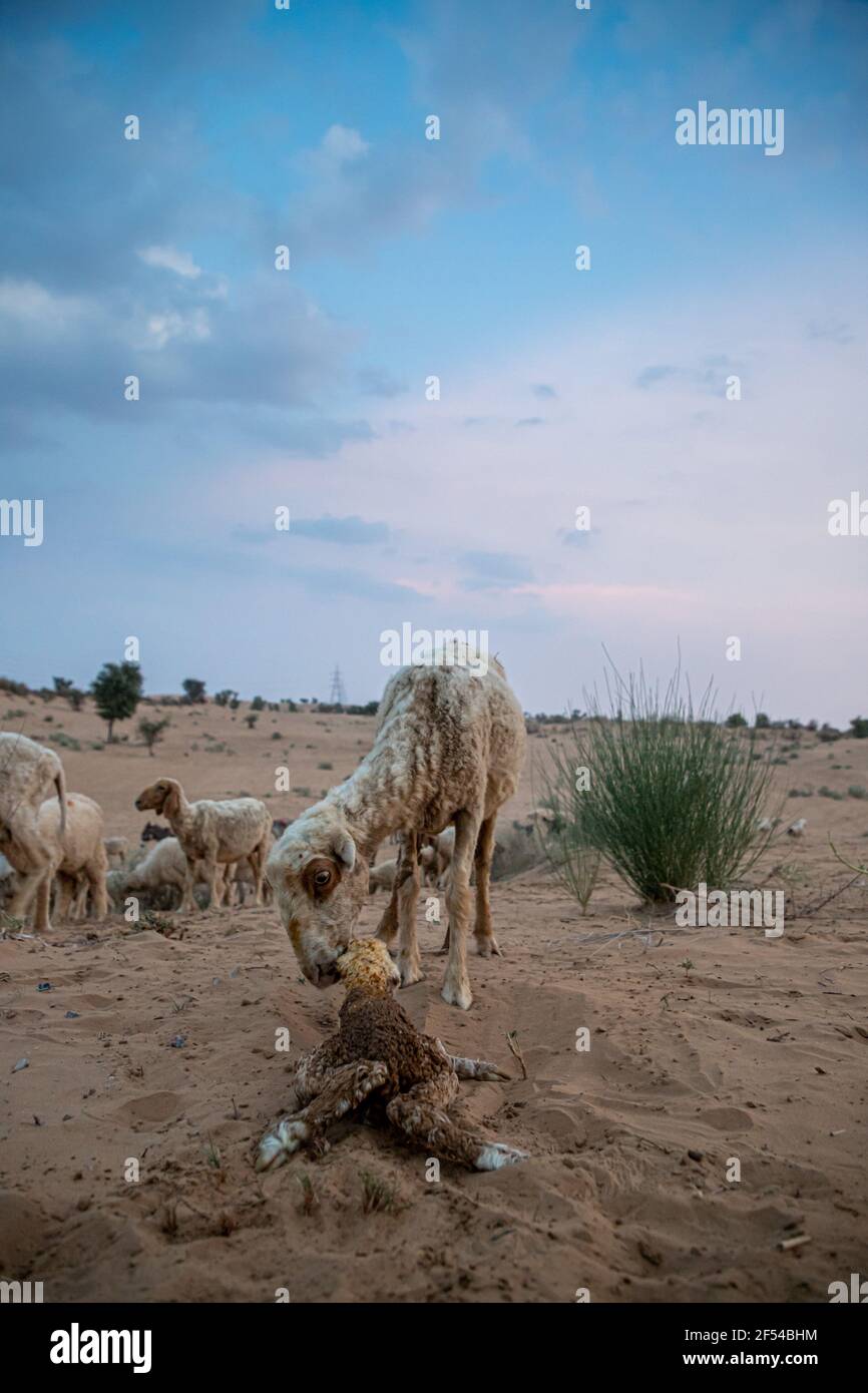 la brebis ou la chèvre léche son agneau après avoir donné naissance dans le désert indien de thar avec un accent sélectif sur le sujet et ajouté du bruit et des grains. Banque D'Images