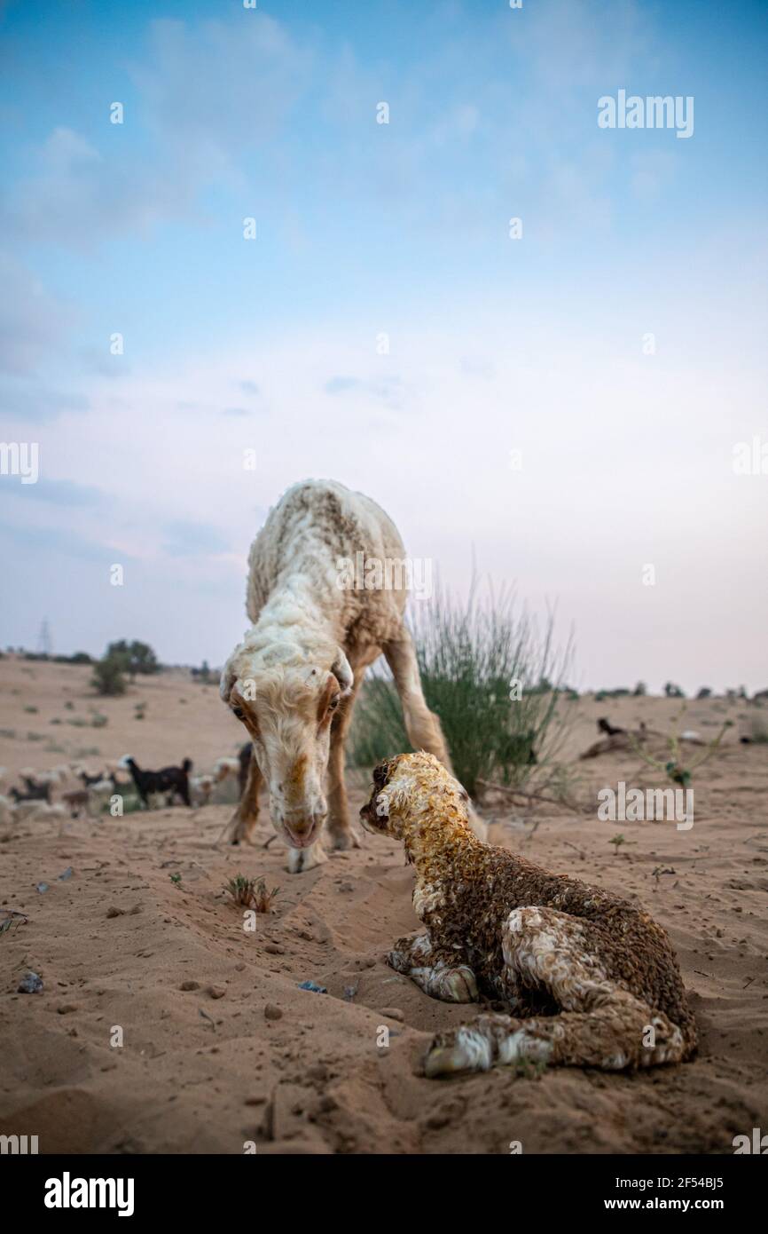 la brebis ou la chèvre léche son agneau après avoir donné naissance dans le désert indien de thar avec un accent sélectif sur le sujet et ajouté du bruit et des grains. Banque D'Images