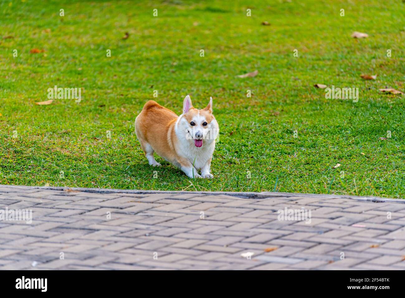 Joyeux chien gallois Corgi jouant au parc extérieur en été Banque D'Images