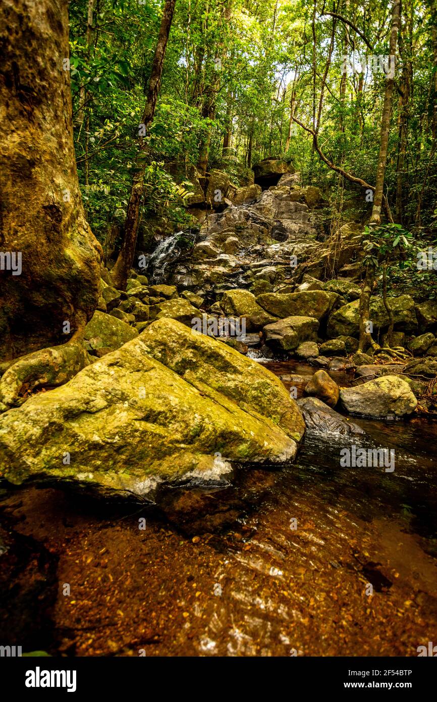 deep Forest creek avec des roches de ghats occidentaux Inde Banque D'Images